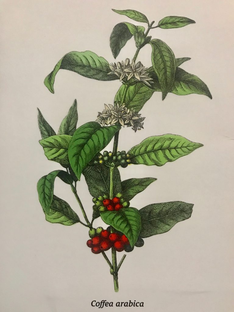 Coffea Arabica botanical drawing